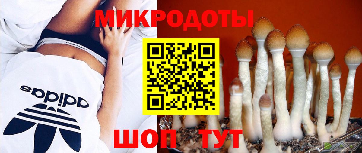 Галлюциногенные грибы Psilocybine cubensis Майкоп